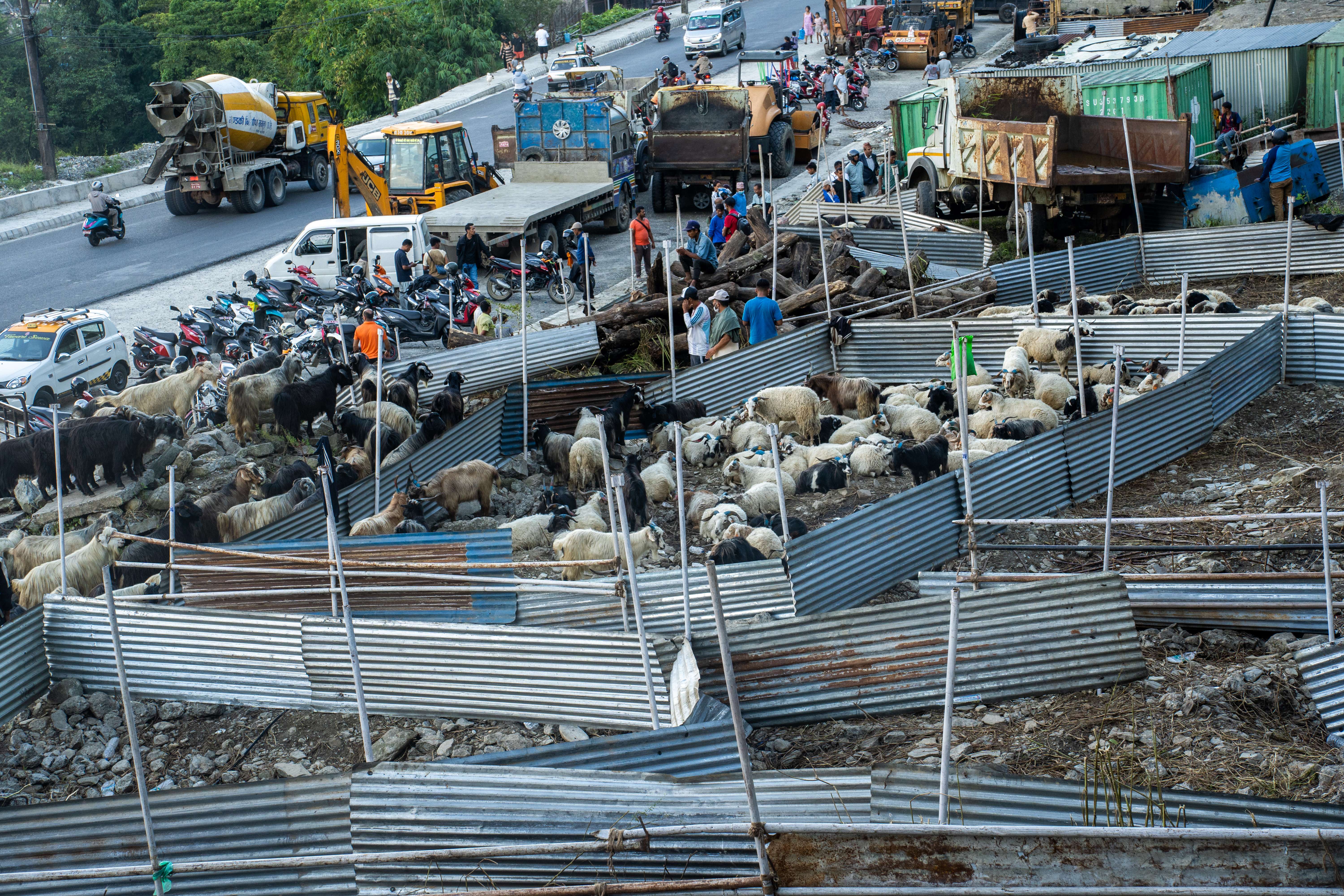 पोखरामा दशैंको लहर : मुस्ताङदेखी च्याङ्ग्रा भित्र्याइँदै