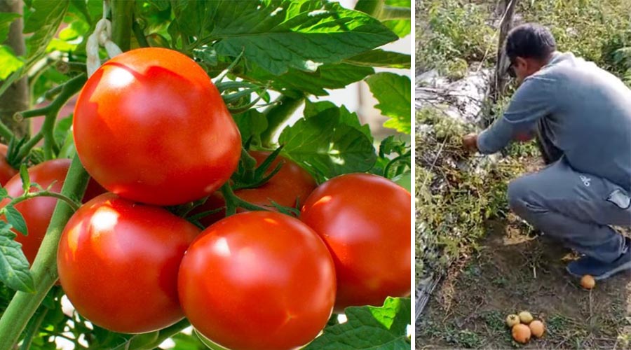 गोलभेँडाको मूल्य पाउँदा किसानलाई राहत