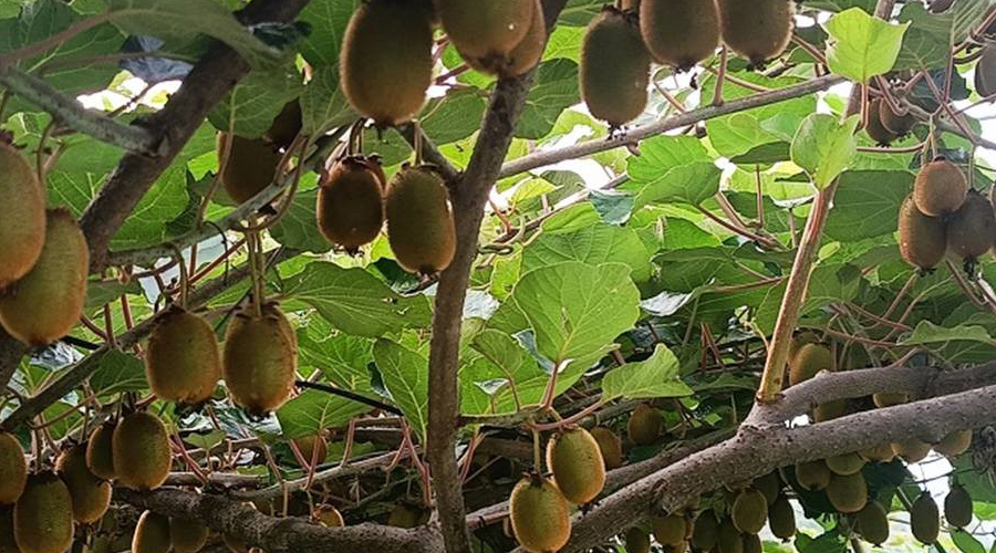 एक सय रोपनी जग्गामा किवी फार्म