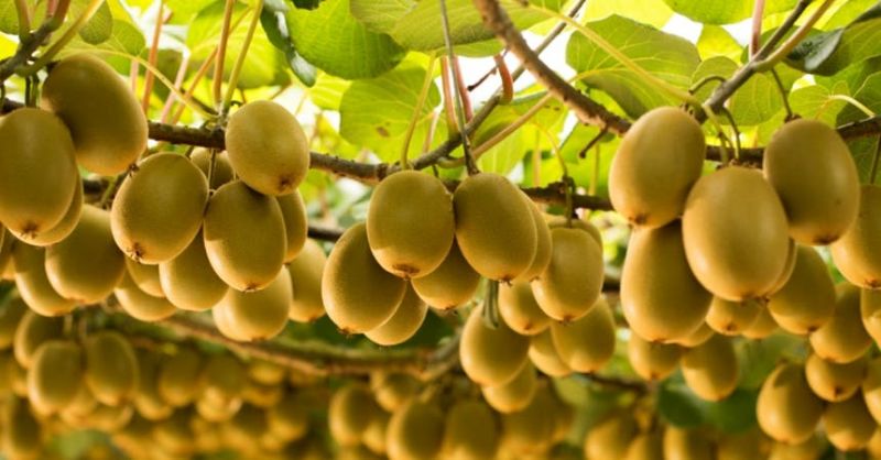 ताप्लेजुङमा किवीले पाएन बजार