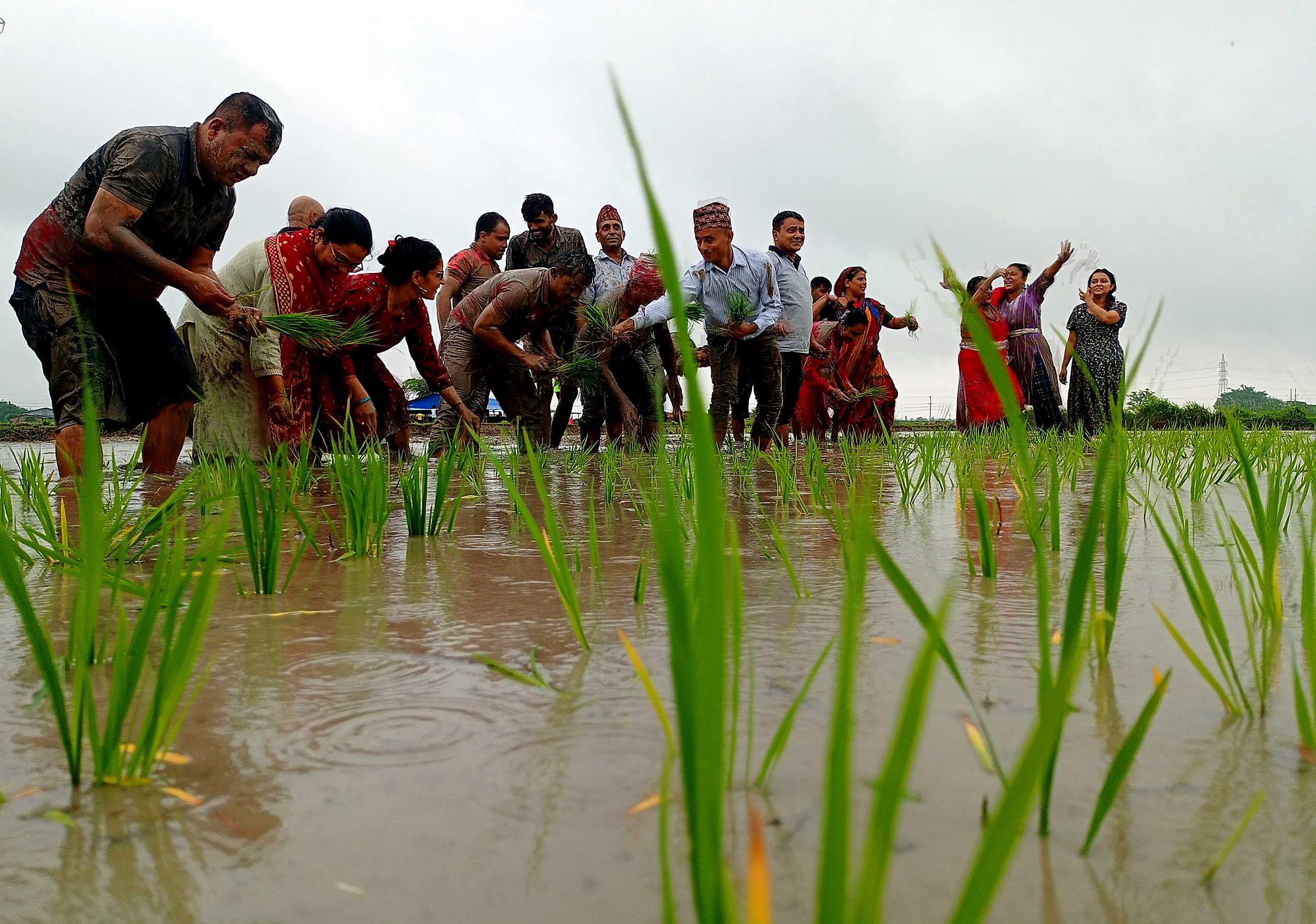फोटोमा हेरौं यस वर्षको रोपाइँ