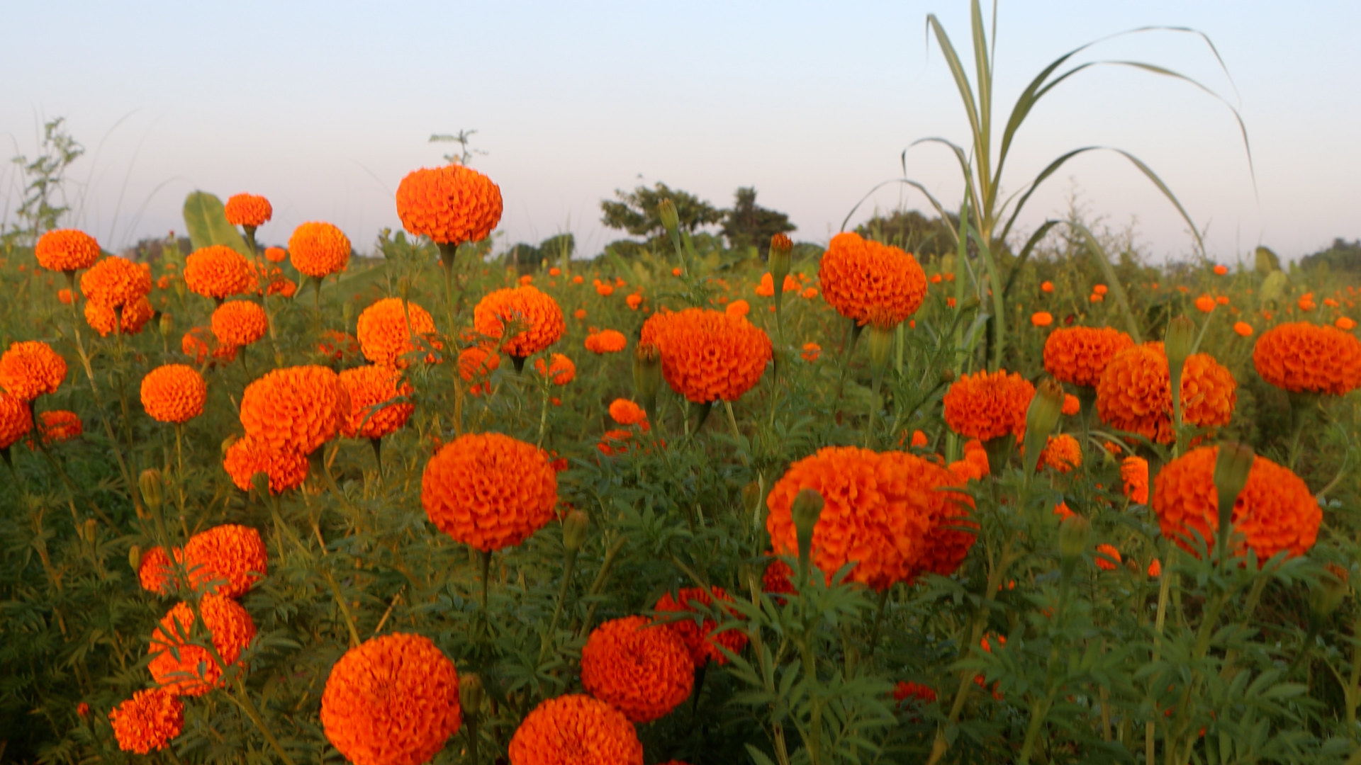 युवाले फूलाए ढकमक्क सयपत्री, माग उच्च