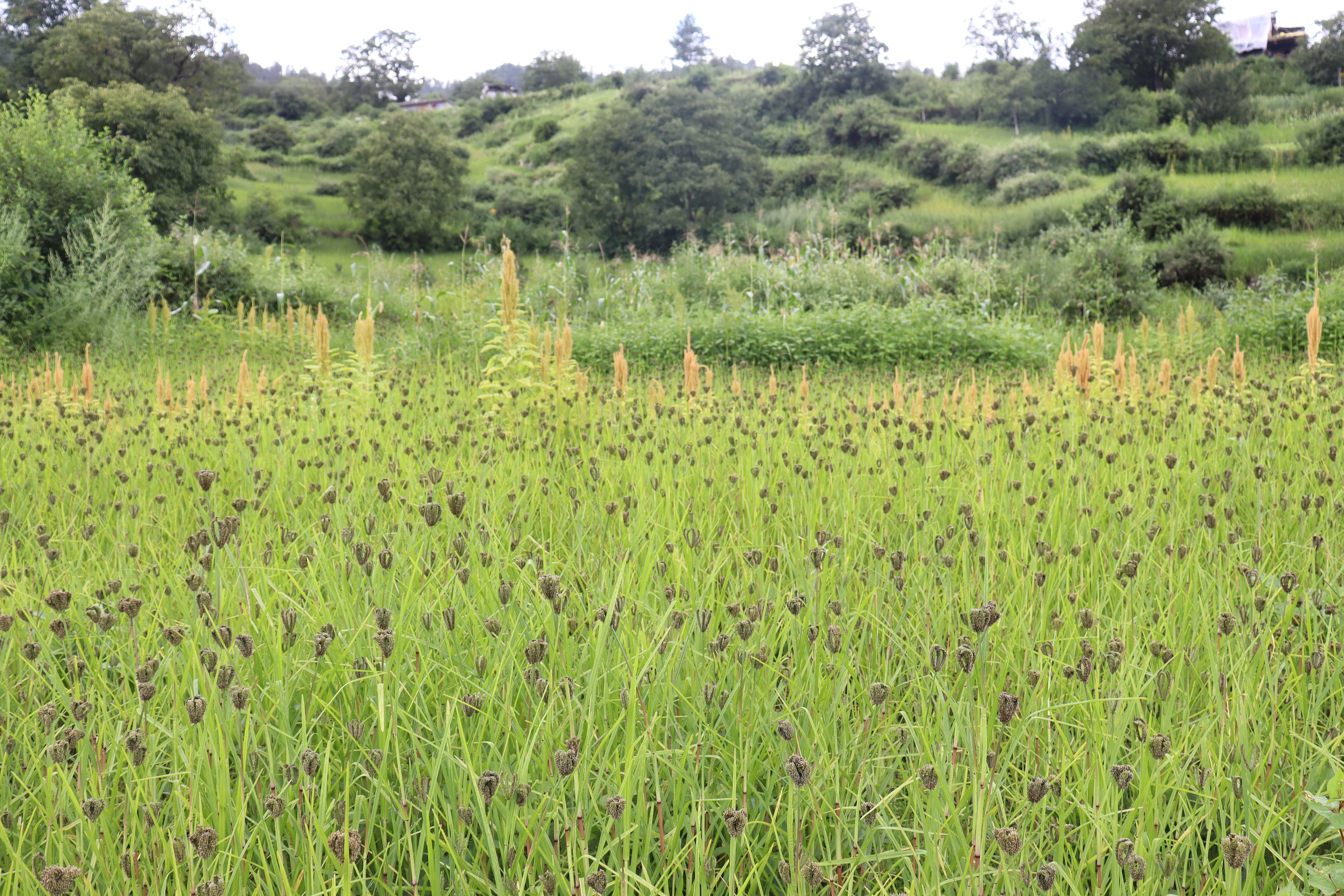 कर्णालीमा उत्पादन हुने रैथाने अन्नवालीको निर्यात बढ्यो