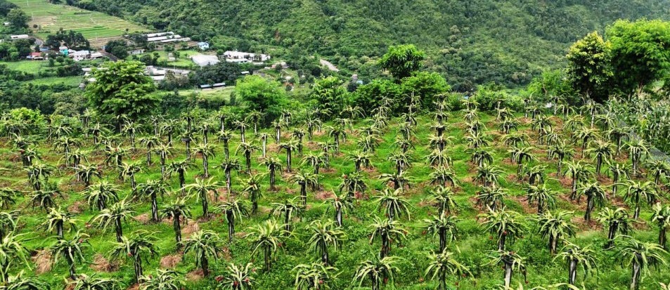 बाँझो बारीमा ड्रागन फ्रुटको बगैँचा : रामबहादुर साईको लाखौँ आम्दानी