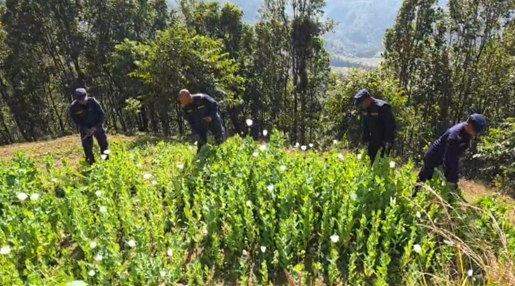 गाँजा फडानी एकातिर, मुख्यमन्त्रीको समर्थन अर्कोतिर