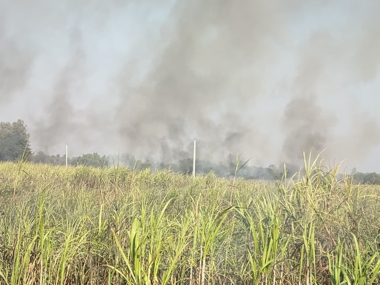 सर्लाहीको उखु खेतीमा भीषण आगलागी