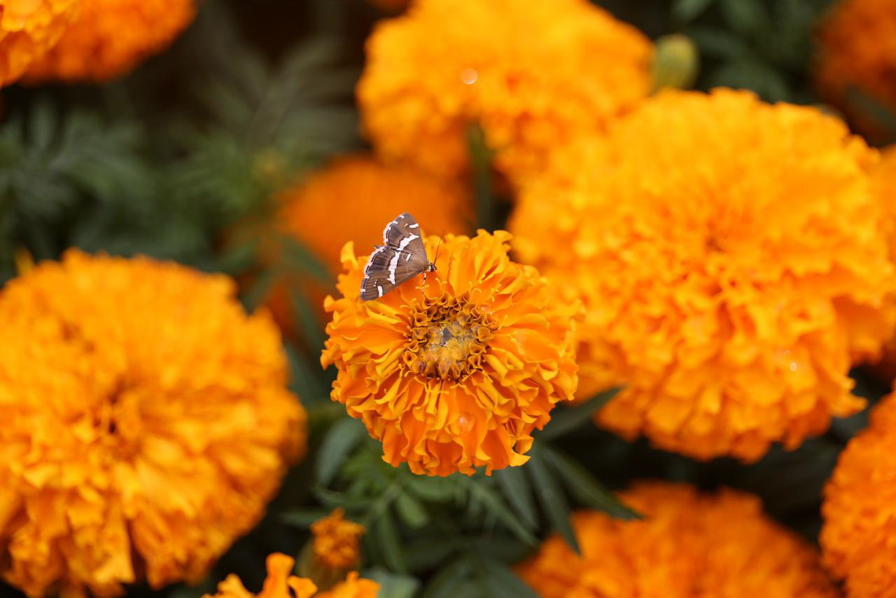 तिहारको उत्सव, फूलको महोत्सव (तस्बिरहरु)