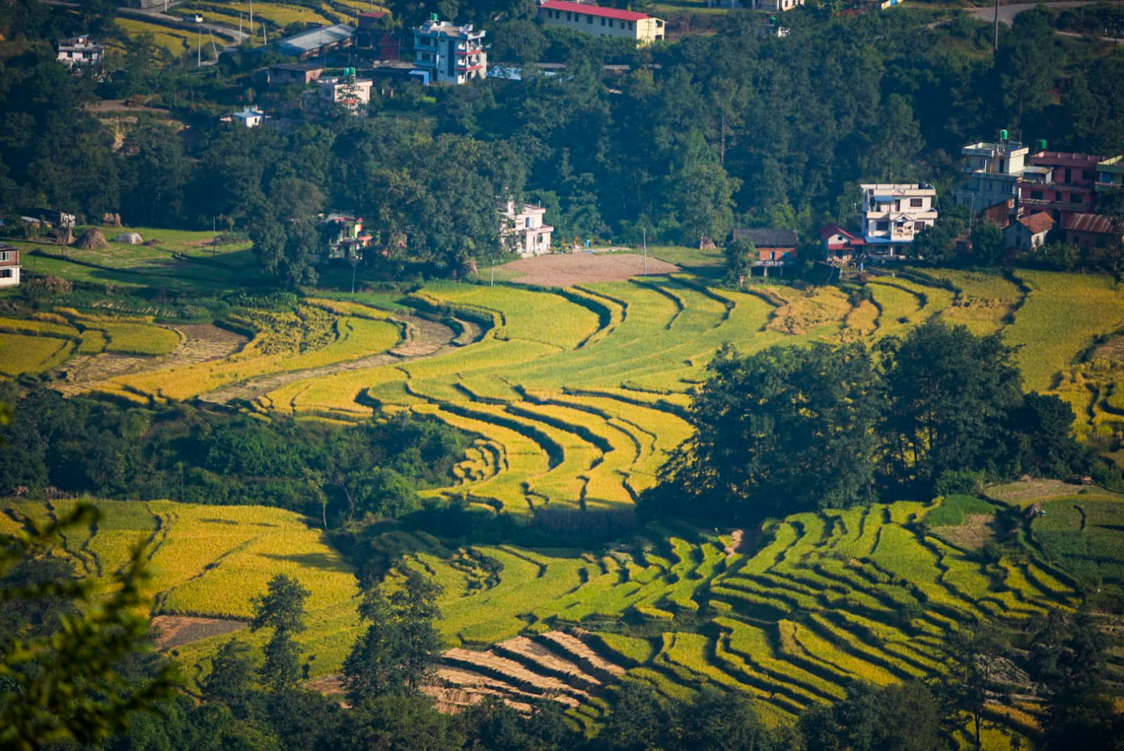 पहेँलपुर हुँदै धानबाली (तस्बिरहरु)