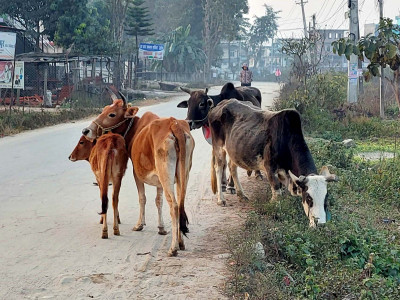कराडौ खर्च हुँदा पनि छाडा पशुको दिगो व्यवस्थापन भएन