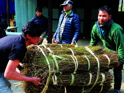 चिराइतोको मूल्य अलैँचीको भन्दा बढी