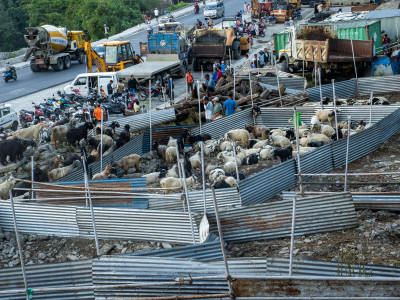 पोखरामा दशैंको लहर : मुस्ताङदेखी च्याङ्ग्रा भित्र्याइँदै