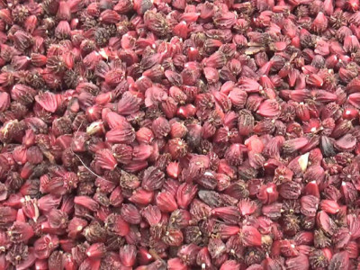 चाडबाडमा अलैँची टिप्न व्यस्त किसानलाई उचित बजार मूल्यको चिन्ता