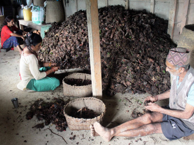 आधुनिक खेतीप्रणालीले सुध्रिँदै इलामको अलैँचीखेती