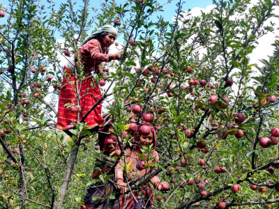 मुगुका किसानलाई स्याउ टिप्न चटारो
