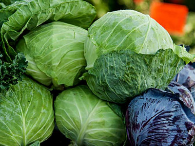 काँकडभिट्टाबाट सत्र करोडको बन्दाकोभी भारत निर्यात