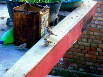 कता हराए चिरबिर गर्ने भँगेरा ?