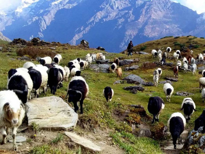  भेडीगोठमा बितेको जीवन