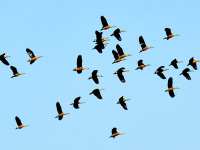 जाडो छल्न नेपाल आउन थाले पर्यटक चरा