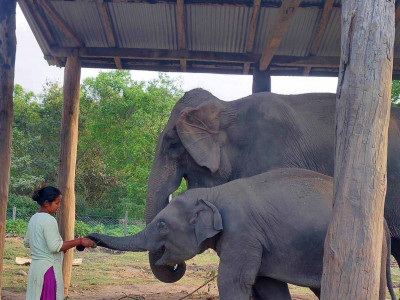 ‘शेषराजगज’को स्याहारमै ब्यस्त बिमला