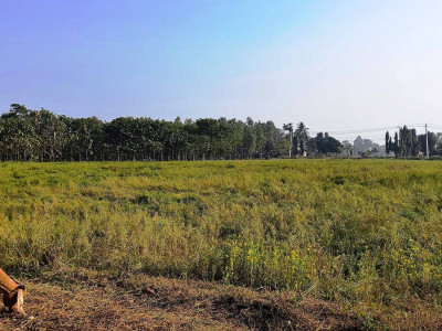 तोरीखेतीमा कृषकको आकर्षण