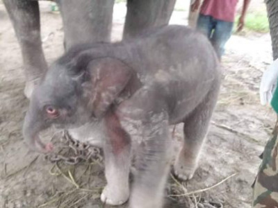 सरस्वती र लोकतन्त्र कलीले जन्माइन् बच्चा