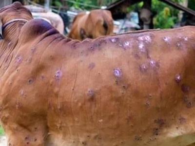 सिन्धुलीमा पशु चौपायामा कार्पस भाइरसको सङ्क्रमण