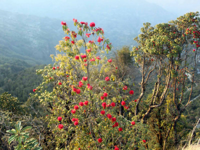 चैतमै निख्रियो लालीगुराँस