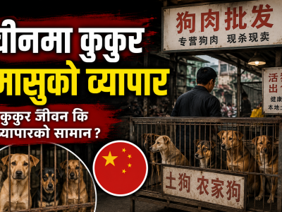 चीनमा चर्चित कुकुर चोरीपछि मासु व्यापारमाथि पुनः बहस सुरु