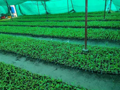 ‘टिस्यु कल्चर’ प्रविधिमा केरा किसान आकर्षित