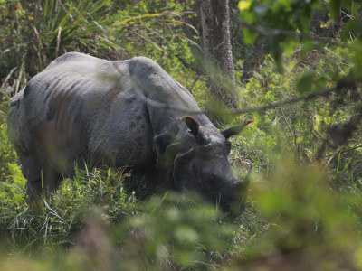 गैँडा स्थानान्तरणका लागि अध्ययन समिति