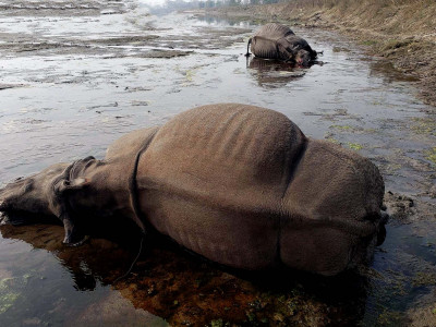 नवलपुरमा तस्करले मारे दुई गैँडा