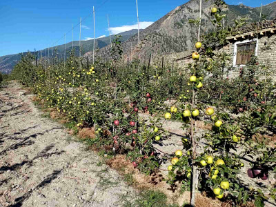 गण्डकीमा स्याउखेती विस्तार