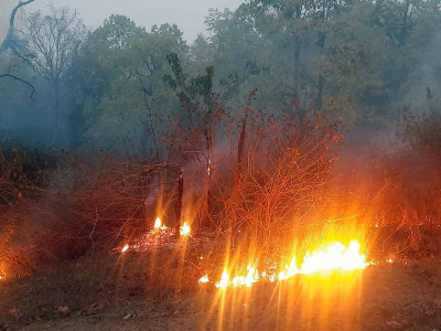 डढेलोले वन सखाप, स्वास्थ्यमा खराब