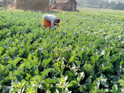 व्यावसायिक तरकारी खेती गर्ने किसानलाई बजारको चिन्ता