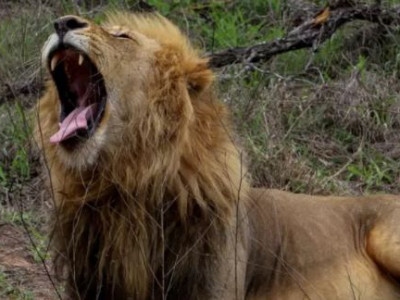 दक्षिण अफ्रिकाको  चिडियाखानामा रहेका सिंह र प्युमामा कोभिड संक्रमण पुष्टि