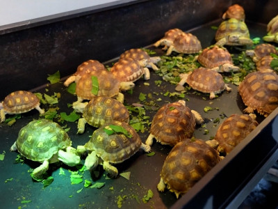 चीनमा छेपारोदेखि कछुवा र रंगीन सुगा पाल्नेहरुको संख्या बढ्यो