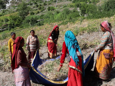 रैथाने अन्नबाली खरिद गर्दै गाउँपालिका