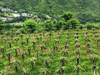 बाँझो बारीमा ड्रागन फ्रुटको बगैँचा : रामबहादुर साईको लाखौँ आम्दानी