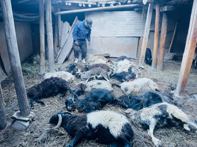 मुस्ताङमा हिउँ चितुवाको आक्रमणले १९ वटा भेडा–च्याङ्ग्रा मारिए