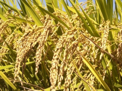 बाजुरामा १८ हजार २ सय ५८ मेट्रिक टन धान उत्पादन