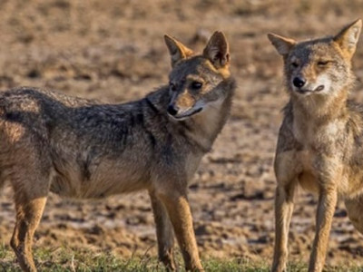 स्यालको आक्रमणबाट रौतहटमा पाँच जना घाइते