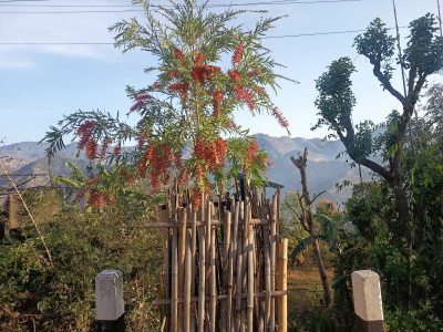 वडा र स्थानीयको प्रयासमा सडक किनार नै बन्यो बगैँचा