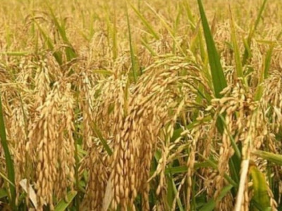 रौतहटमा धान उत्पादनमा २१ हजार मेट्रिक टनले गिरावट, किसान चिन्तित