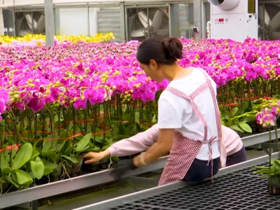 चीनमा उत्पादित अर्किडको निर्यात बढ्यो