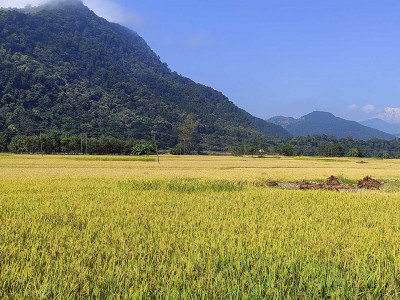 धान पकेट क्षेत्रकै बासिन्दा आयातित चामलमा निर्भर