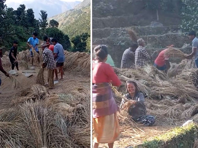 किसानलाई धान भित्र्याउने चटारो, बर्षाले १३९ मेट्रिक टन धानबाली नष्ट