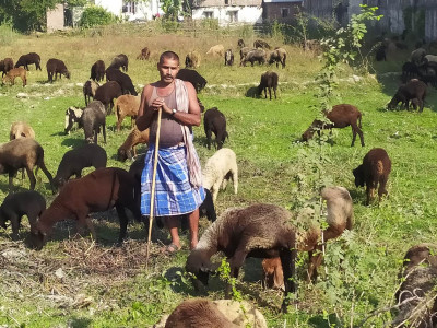 भेडाबाख्रा पाल्न चरन क्षेत्रको अभाव