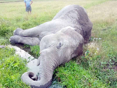 झापामा पोथी हात्ती मृत फेला