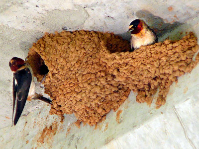 कहाँ हराए घरका दलिनमा माटोको गुँड बनाएर बस्ने गौँथली ?