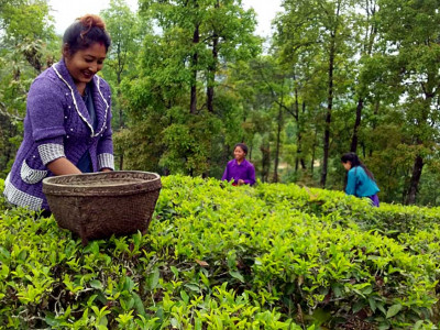 चिया पनि ‘चक्लेटी’ स्वादमा